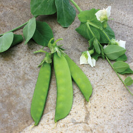 Little SnowPea White, Pea Seeds